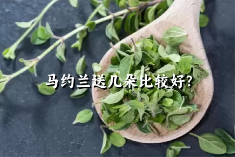 马约兰送几朵比较好？