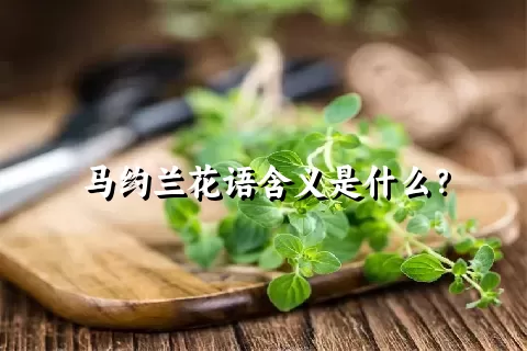 马约兰花语含义是什么？