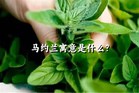 马约兰寓意是什么？