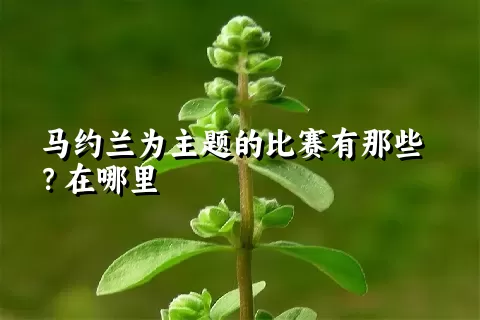 马约兰为主题的比赛有那些？在哪里