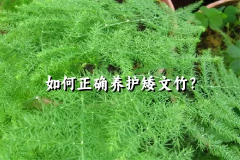 如何正确养护矮文竹？