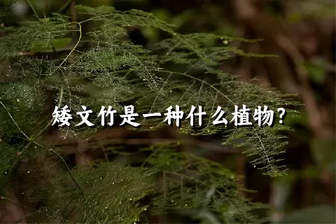 矮文竹是一种什么植物？