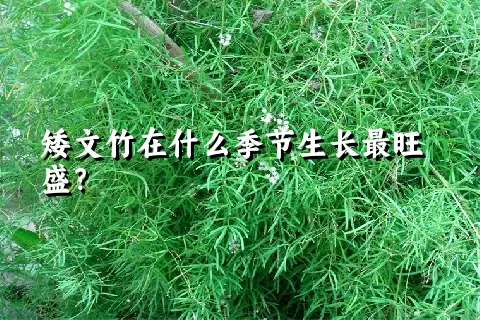 矮文竹在什么季节生长最旺盛？