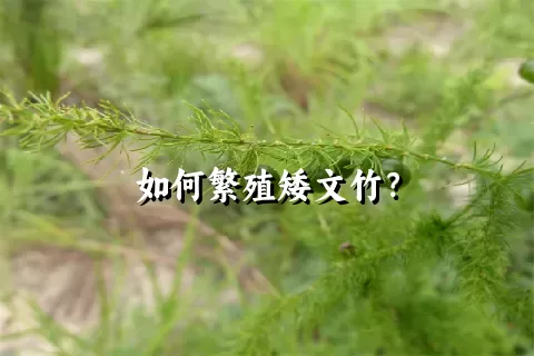 如何繁殖矮文竹？