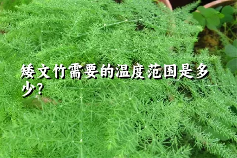 矮文竹需要的温度范围是多少？