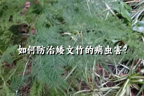 如何防治矮文竹的病虫害？