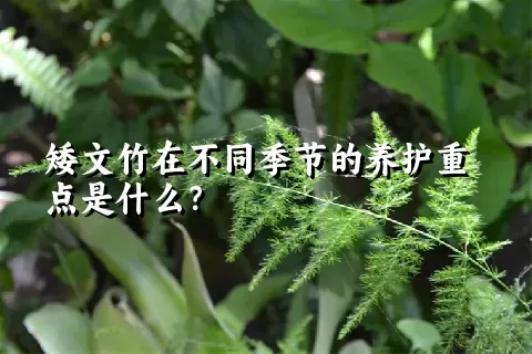 矮文竹在不同季节的养护重点是什么？