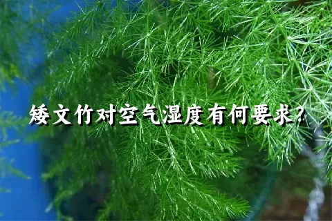 矮文竹对空气湿度有何要求？