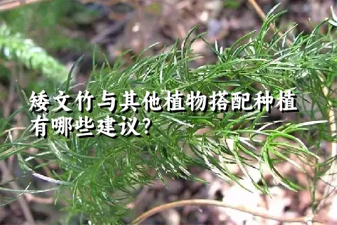 矮文竹与其他植物搭配种植有哪些建议？