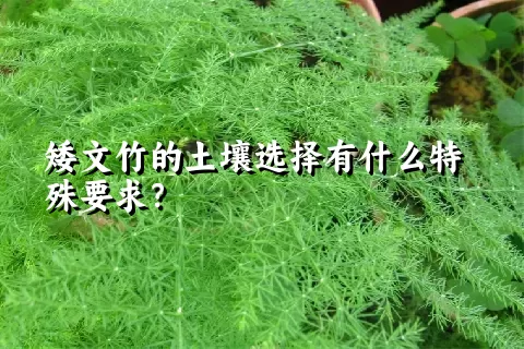 矮文竹的土壤选择有什么特殊要求？