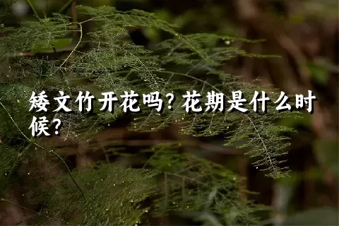 矮文竹开花吗？花期是什么时候？