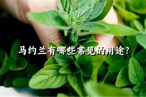 马约兰有哪些常见的用途？