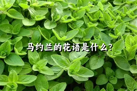 马约兰的花语是什么？