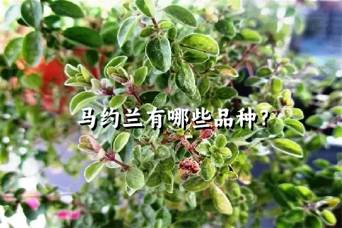 马约兰有哪些品种？