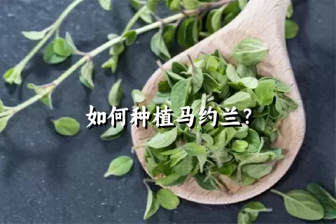 如何种植马约兰？