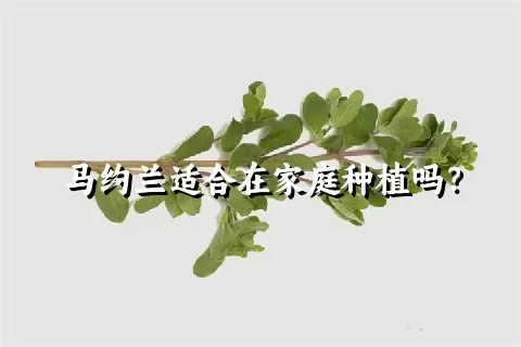 马约兰适合在家庭种植吗？