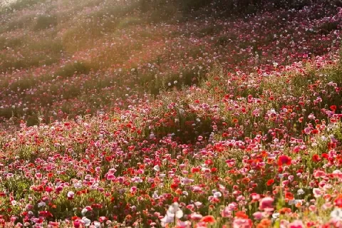 丽水花海几月份开放？